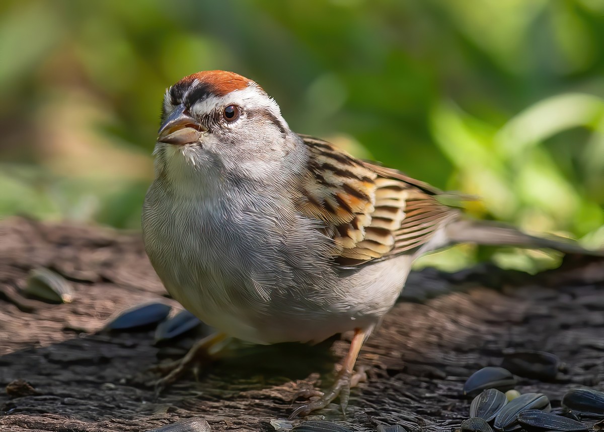Sparrows, Titmice, Finches - Texas Photo Man